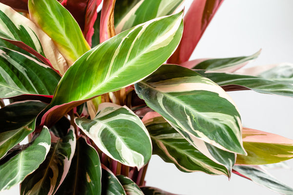 Calathea Triostar con foglie variegate rosa, bianche e verdi, pianta da interno
