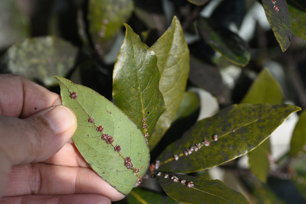 Cochenilles sur les plantes : Guide pour les reconnaître et les éliminer définitivement 