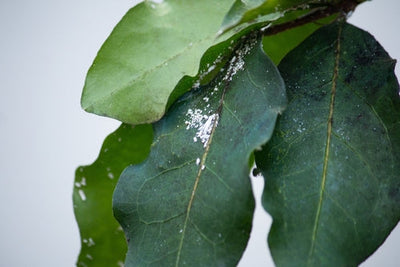 SOS Houseplant: Complete Guide to Indoor Plant Diseases and How to Treat Them with I Giardini di Giulia