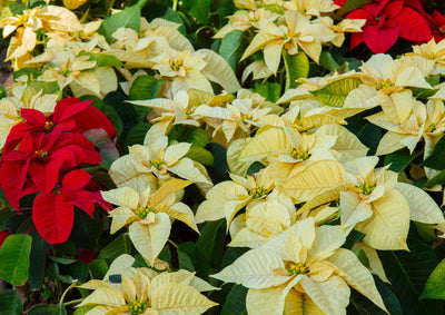 Poinsettia: The Ultimate Guide to Caring for It Indoors and Making It Bloom Every Year