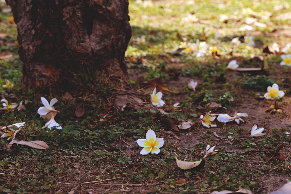 Plumeria im Herbst: Wie man den Frangipani auf den Winterschlaf vorbereitet