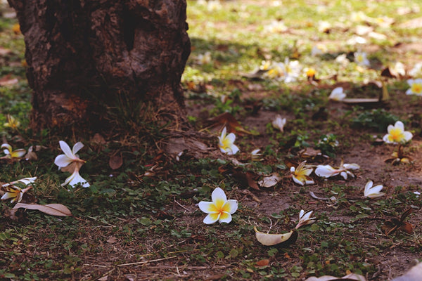Plumeria im Herbst: Wie man den Frangipani auf den Winterschlaf vorbereitet