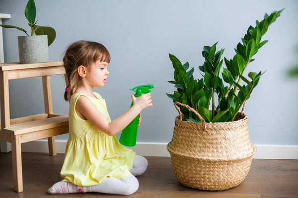 Zamioculcas Cura: La Guía Completa para una Planta Invencible [2025]