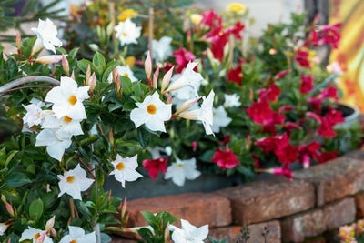 Dipladenia: Color and Beauty for Balconies and Terraces - Complete Guide