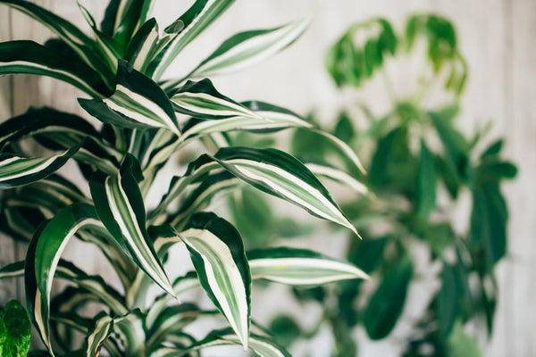 Dracaena Cura: Der vollständige Leitfaden, um deine Drachenpflanze gedeihen zu lassen