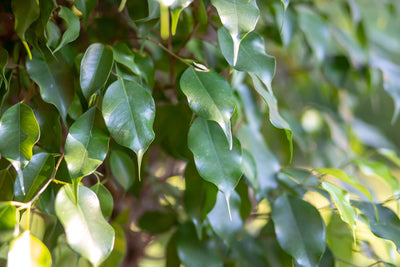 Entretien du Ficus Benjamin : Le guide complet de l'aménagement intérieur 