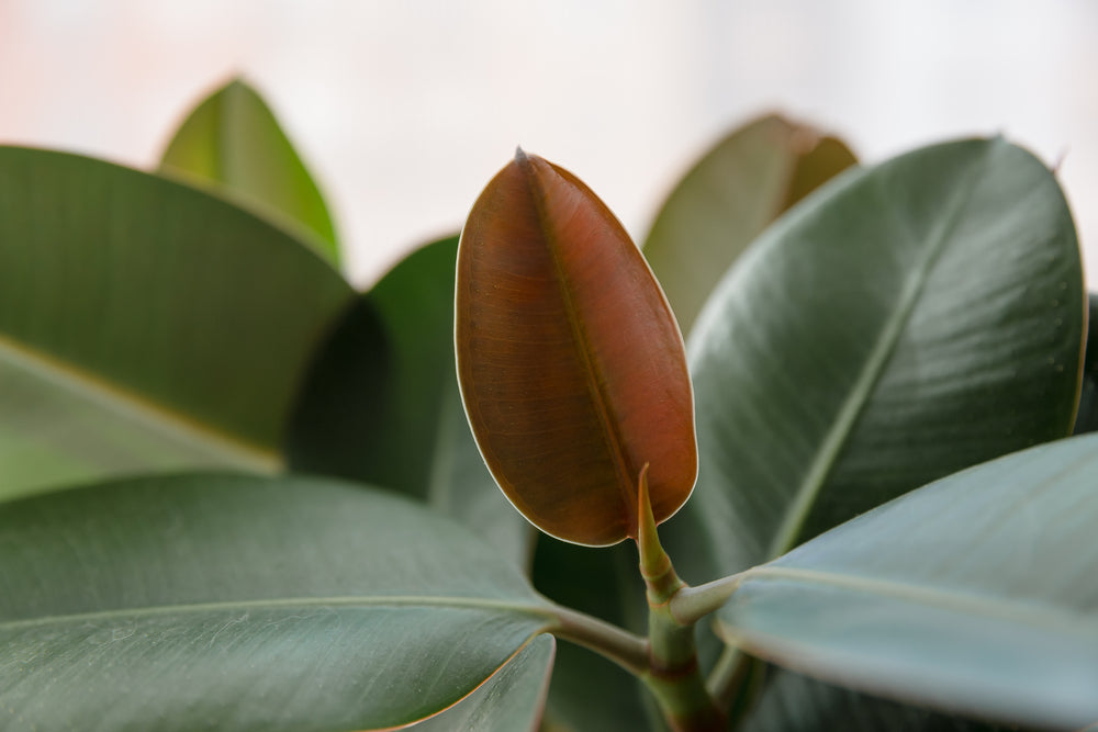 Ficus elastica: cuidados, variedades e ideas de decoración