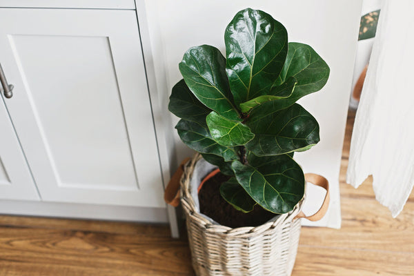 Ficus Lyrata Care: The Fiddle-Leaf Fig Guide