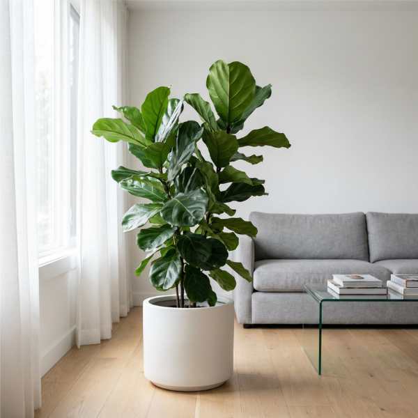 Ficus Lyrata: La Guida Definitiva per Arredare e Curare la Pianta Orecchie di Elefante