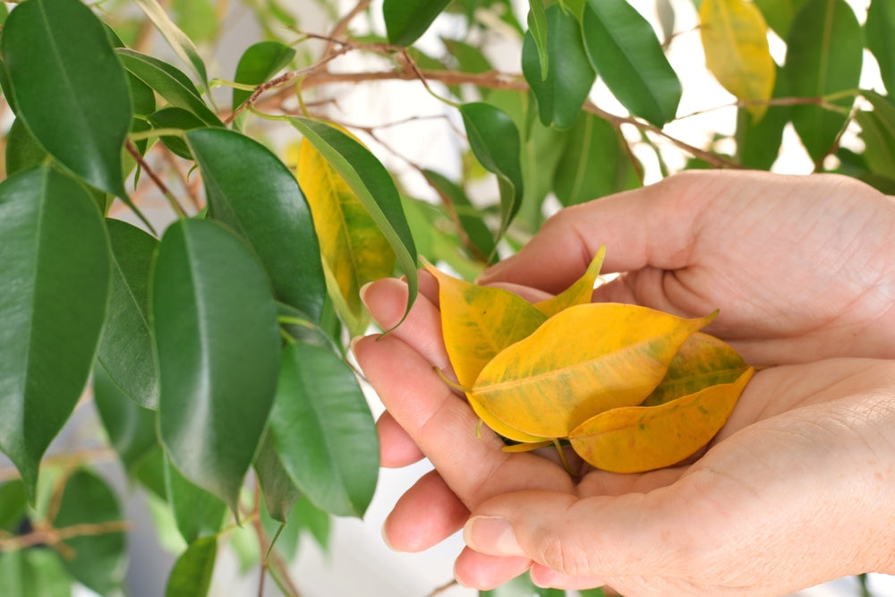 Ficus benjamina Probleme und Lösungen: Der Leitfaden zur Behebung jeder Schwierigkeit