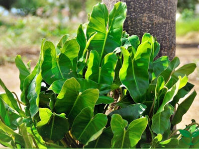 Philodendron Outdoors: Can It Be Grown? The Truth From Our Nursery