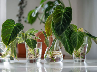 Philodendron in Water: Simple and Fail-Proof Hydroponics - Complete Guide