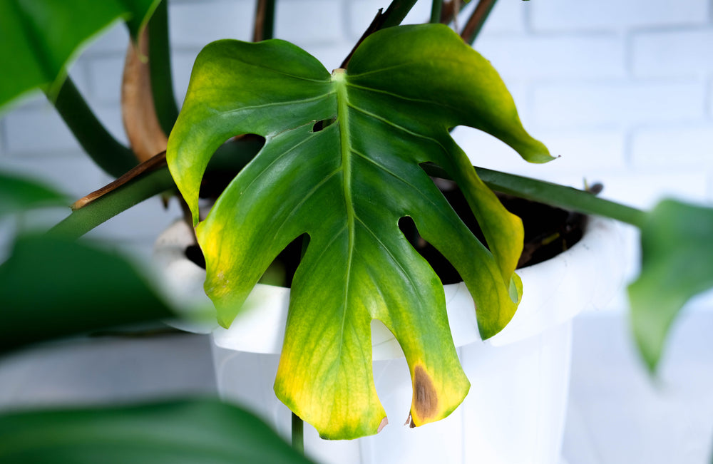 Yellow Leaves on Plants: The Guide for Diagnosis, Care, and Prevention