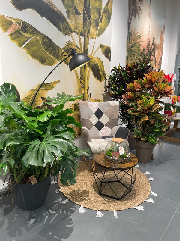 Plantas de Interior Fáciles: Bonsái Ficus, Sansevieria Laurentii y Aglaonema para Principiantes
