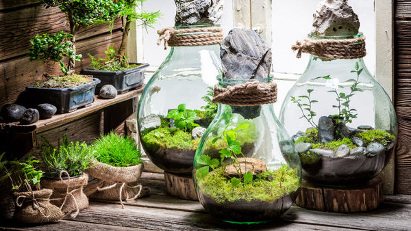 DIY Terrarium Kit: Magical Ecosystems that Transform Life