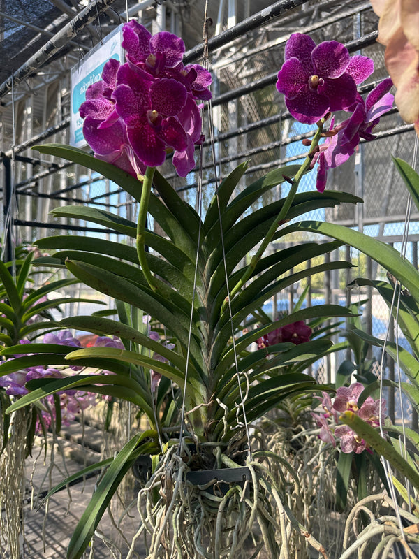Orquídeas Exóticas: Cattleya, Dendrobium, Vanda | Guía Botánica Premium