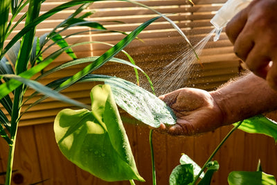 Indoor Plant Watering: The Guide to a Perfect Green Thumb