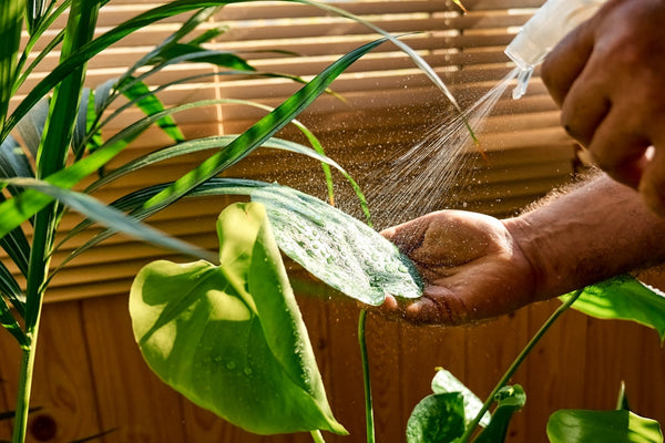 Riego de Plantas de Interior: La Guía para un Pulgar Verde Perfecto