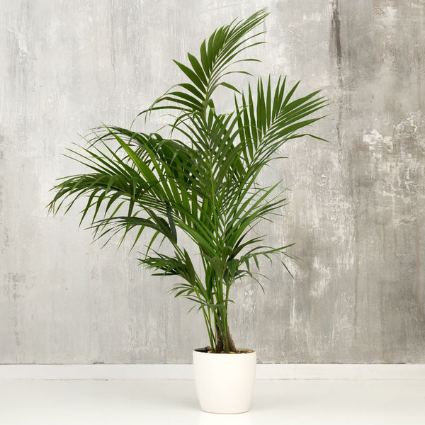Kentia Palm: Indoor Palm Care - Complete Guide