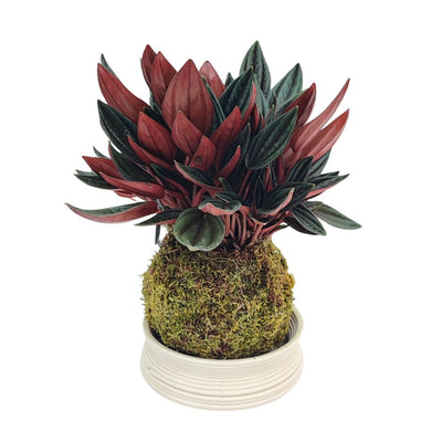 Kokedama: Die japanische Kunst der Mooskugeln, die deine Räume verwandelt