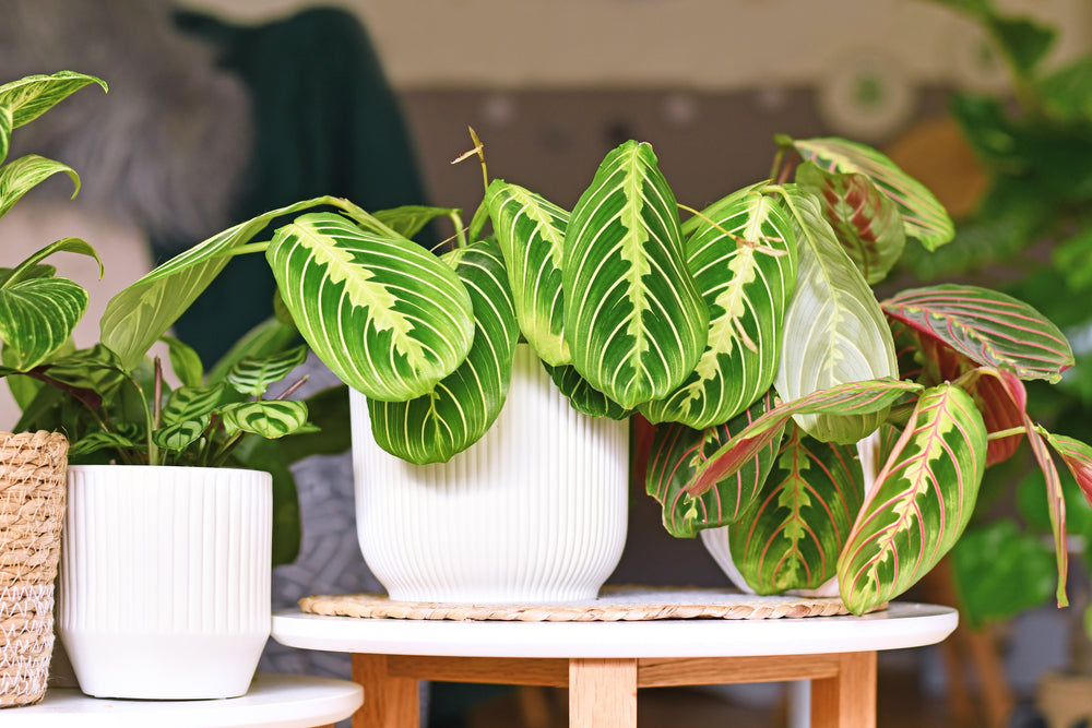 Maranta : Découvrez les secrets de la plante qui prie au coucher du soleil 