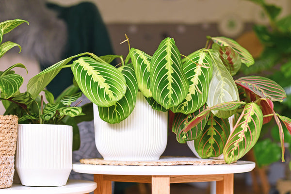 Maranta : Découvrez les secrets de la plante qui prie au coucher du soleil 