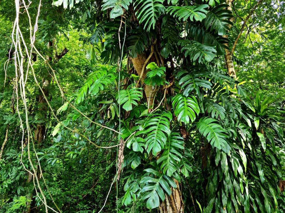 Monstera Deliciosa: la guía completa para una planta sana y vigorosa