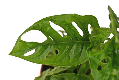 Monstera Monkey Leaf (Adansonii): care, growth, and practical tips