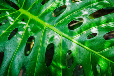 Monstera Deliciosa: The Complete Care Guide.