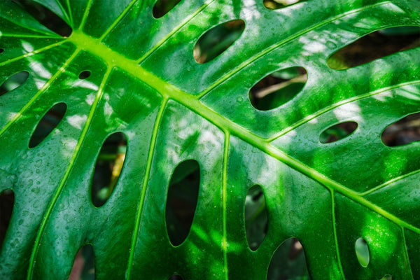 Monstera Deliciosa: La guía completa para su cuidado.