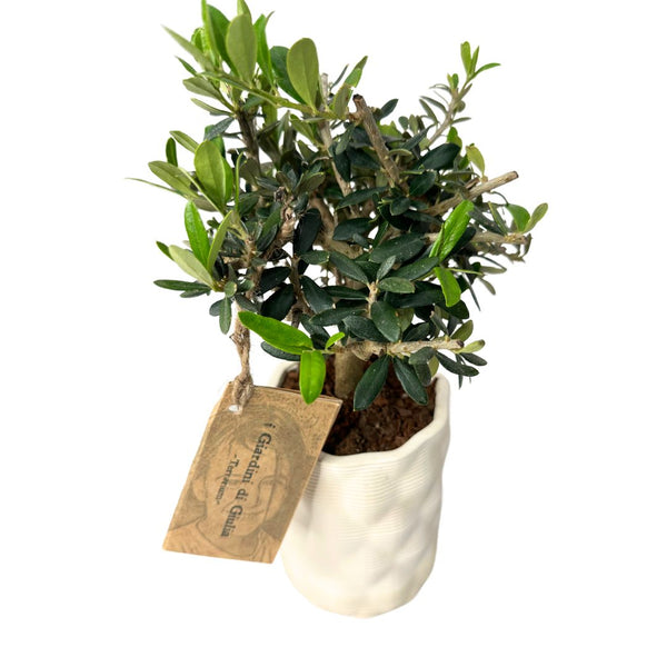 Bonsai-Olivenbaum: Die Seele des Mittelmeers im Miniaturformat, die Frieden und Langlebigkeit bringt