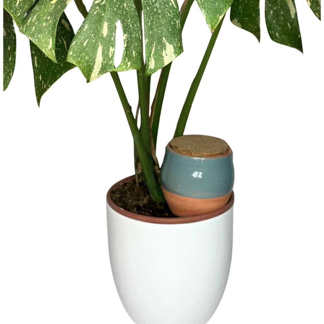 Roman Ollas: Ancient Wisdom Revolutionizing Modern Irrigation