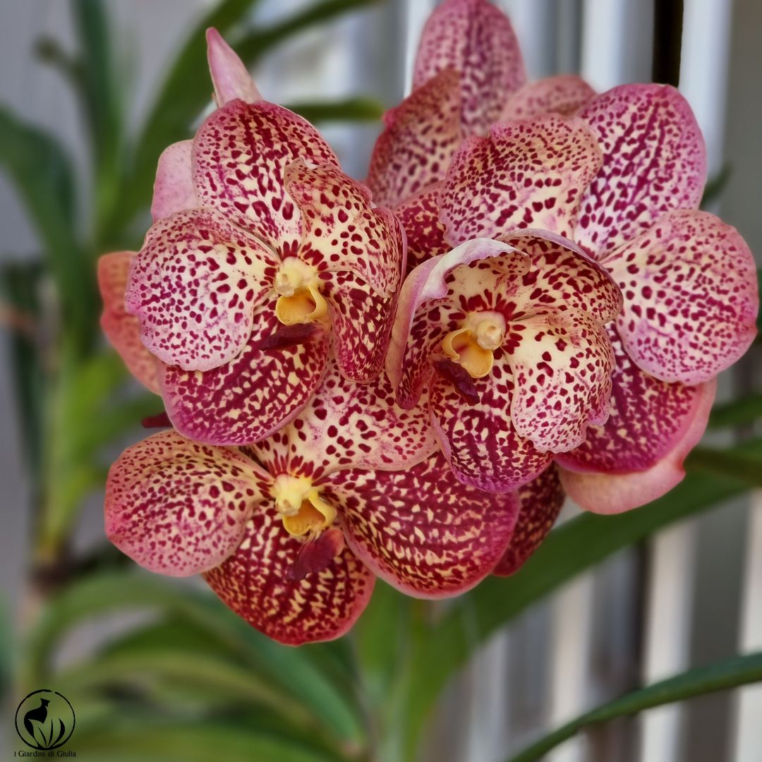 Orchideen: Ein Hauch exotischer Eleganz für dein Zuhause