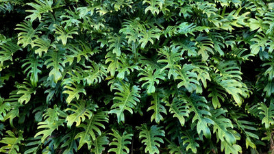 Filodendro o Philodendron: Nuestros consejos para hacer prosperar tu planta