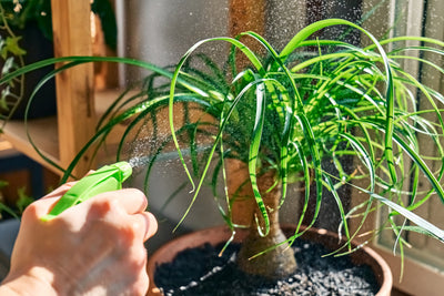Beucarnea: La guía definitiva para el cuidado de la planta comehumo