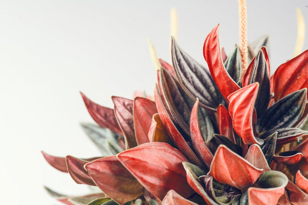 Peperomia: How to Grow and Care for It for a Perfectly Green Home