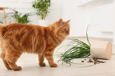 Plants and Pets: A Guide to Safe Coexistence | Precautions and Pet-Friendly Alternatives