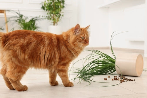 Plants and Pets: A Guide to Safe Coexistence | Precautions and Pet-Friendly Alternatives