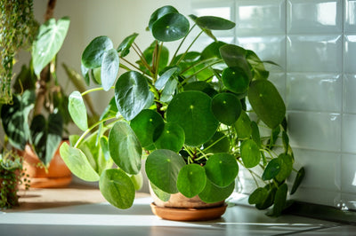 Pilea Peperomioides : La plante porte-bonheur qui apporte chance et style à votre intérieur 