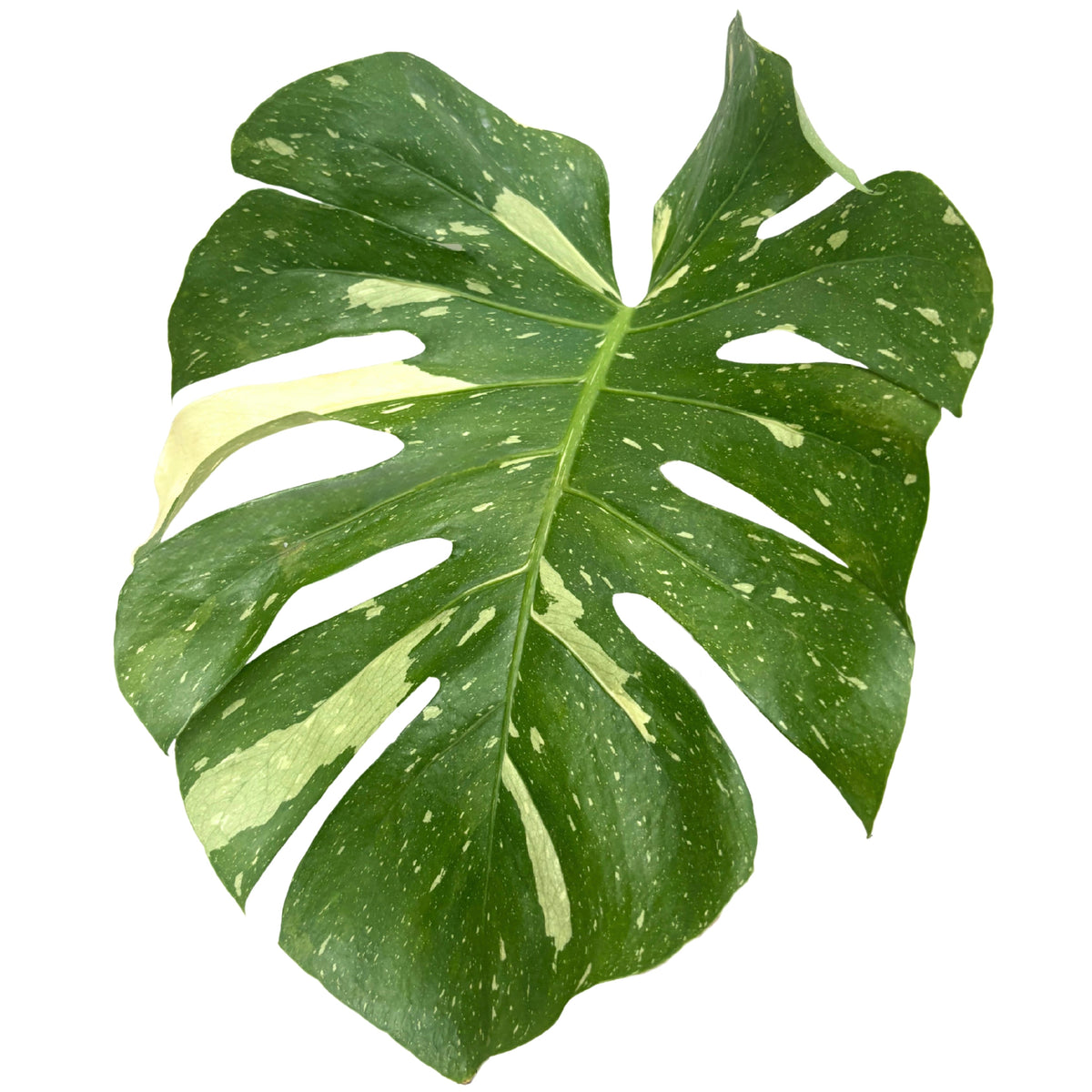 Constellation Monstera Thai : un chef-d'œuvre botanique