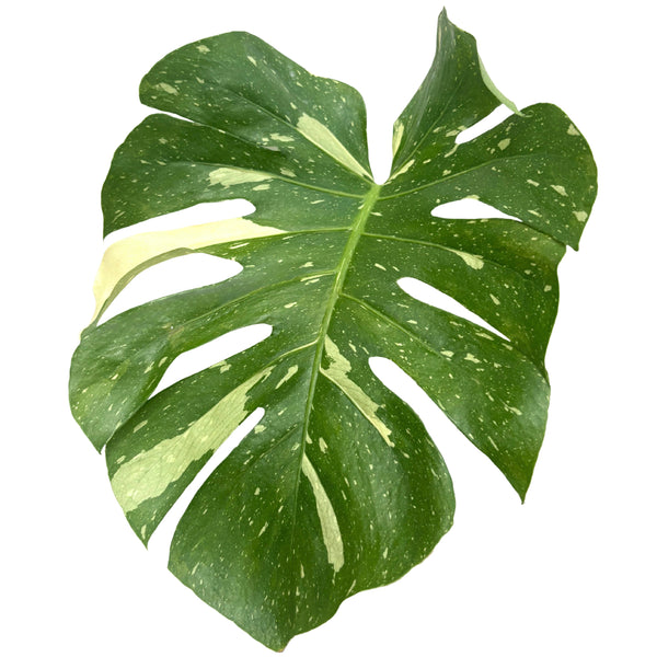 Constellation Monstera Thai : un chef-d'œuvre botanique