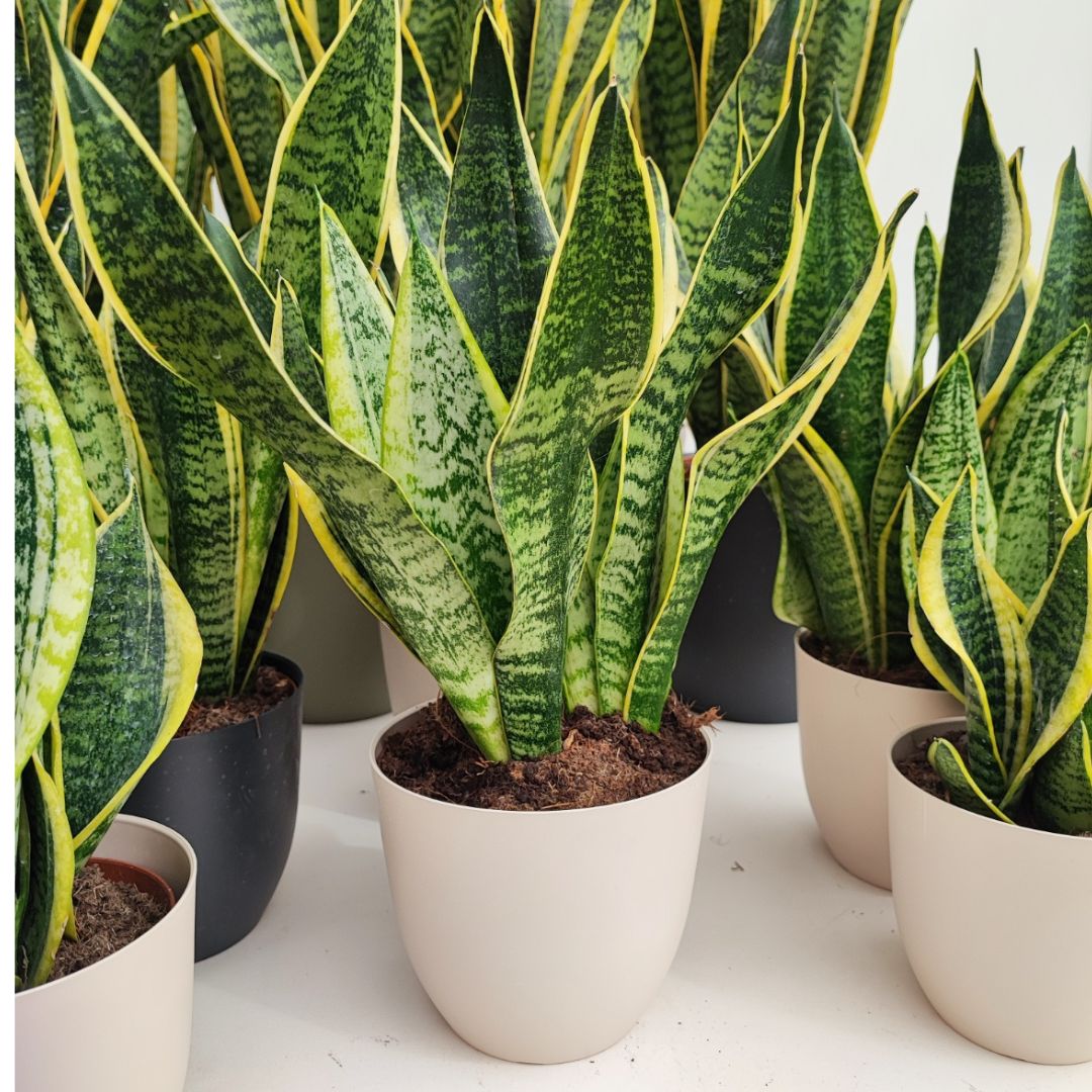 Sansevieria und Feuchtigkeit: Vollständiger Leitfaden für eine stets gesunde Pflanze
