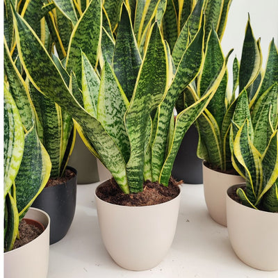 Sansevieria and Humidity: Complete Guide for an Always Healthy Plant