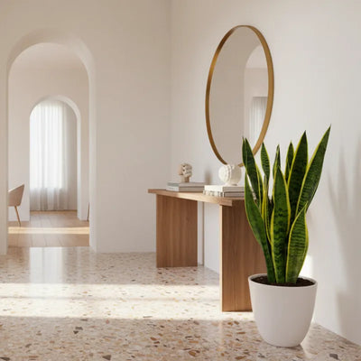 Découvrez comment prendre soin du Sansevieria Laurentii : la plante parfaite pour chaque maison
