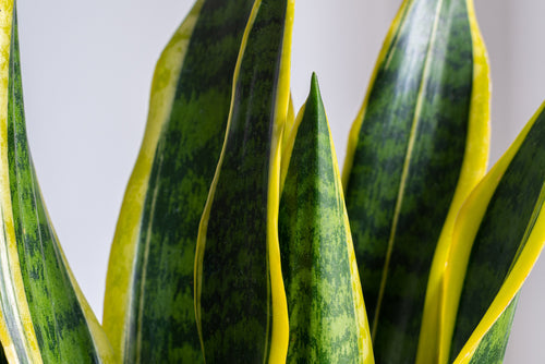 Sansevieria Laurentii: Die Schlangenpflanze, die dein Zuhause verwandelt