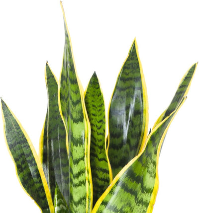 Sansevieria: Guía Completa para el Cuidado de la Lengua de Suegra