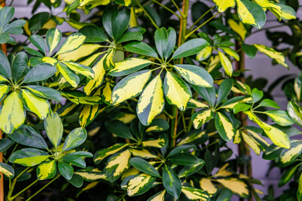Schefflera: La reina tropical que transforma tu hogar y oficina (incluso si no tienes mano para las plantas)