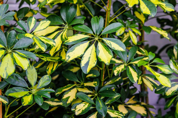 Schefflera: La Regina Tropicale che Trasforma Casa e Ufficio (Anche se Non Hai il Pollice Verde)