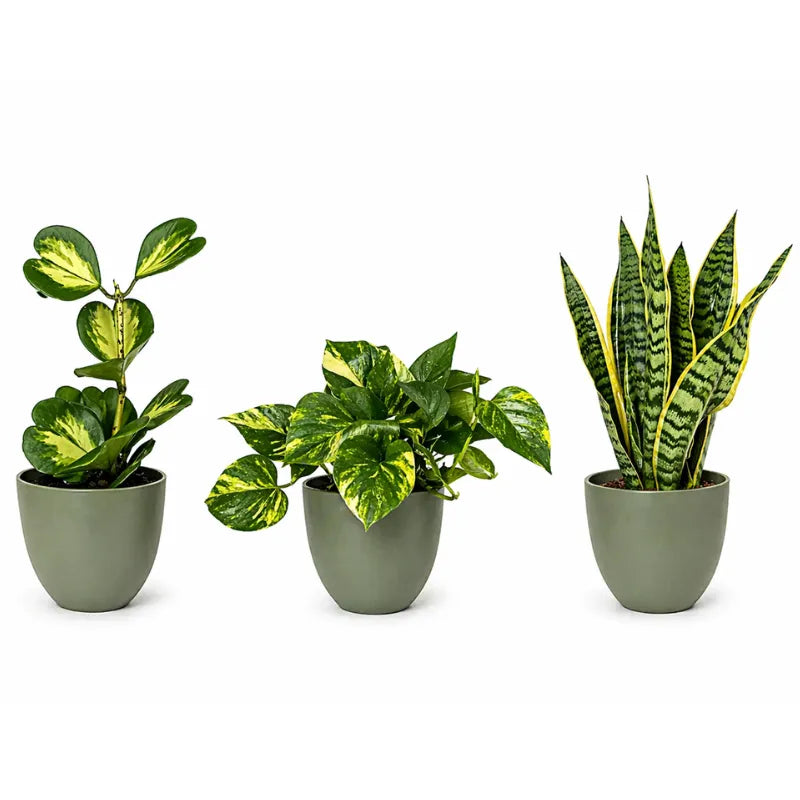 Plants for small spaces: how to furnish a studio or one-bedroom apartment with the right greenery