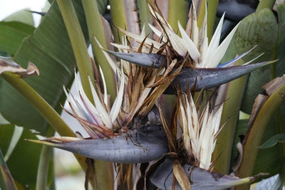 Strelitzia Nicolai : Guide d'entretien d'un oiseau de paradis 